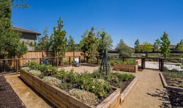 Enjoy fresh vegetables from the community garden